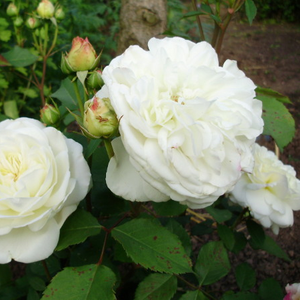 Rosa Weisse Gruss an Aachen - blanche - rosiers floribunda